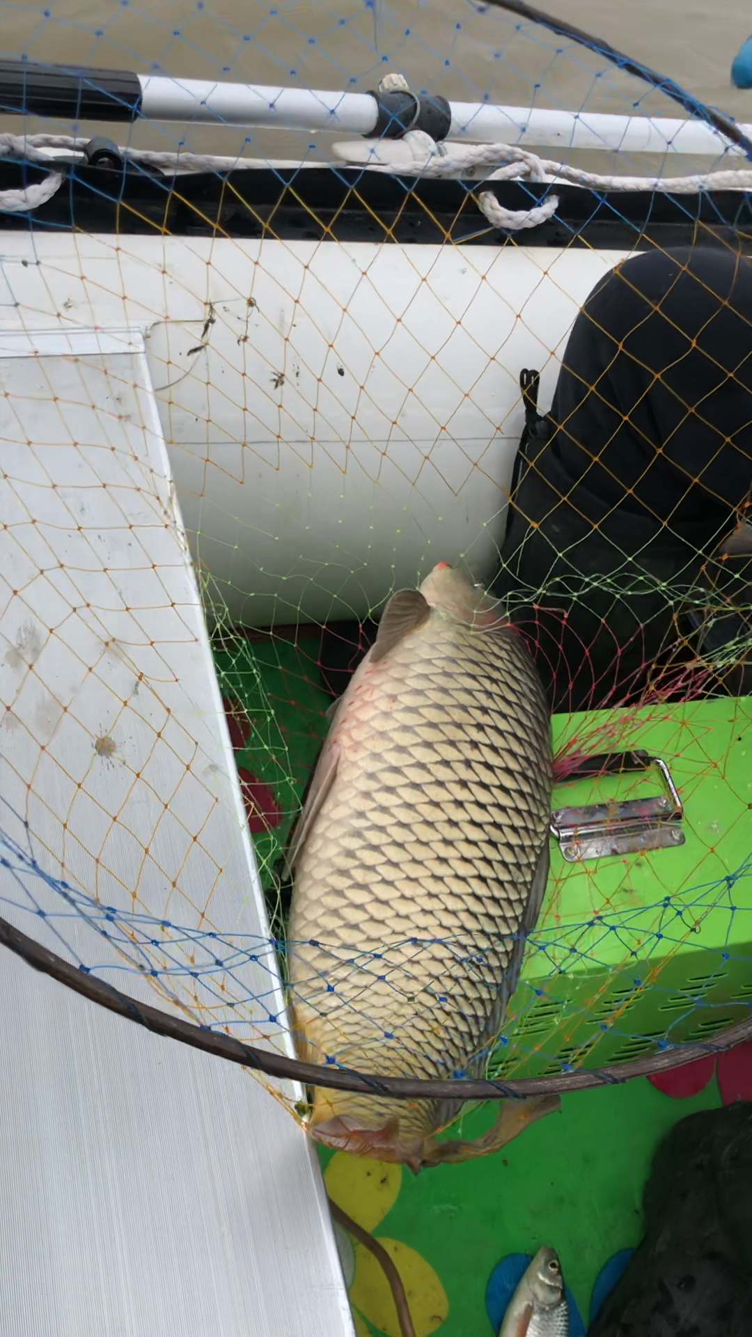 十斤开外大鲤鱼