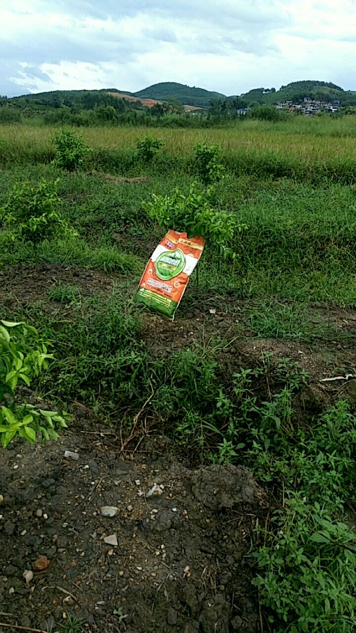 海金刚碳能水溶肥郁郁葱葱94947878