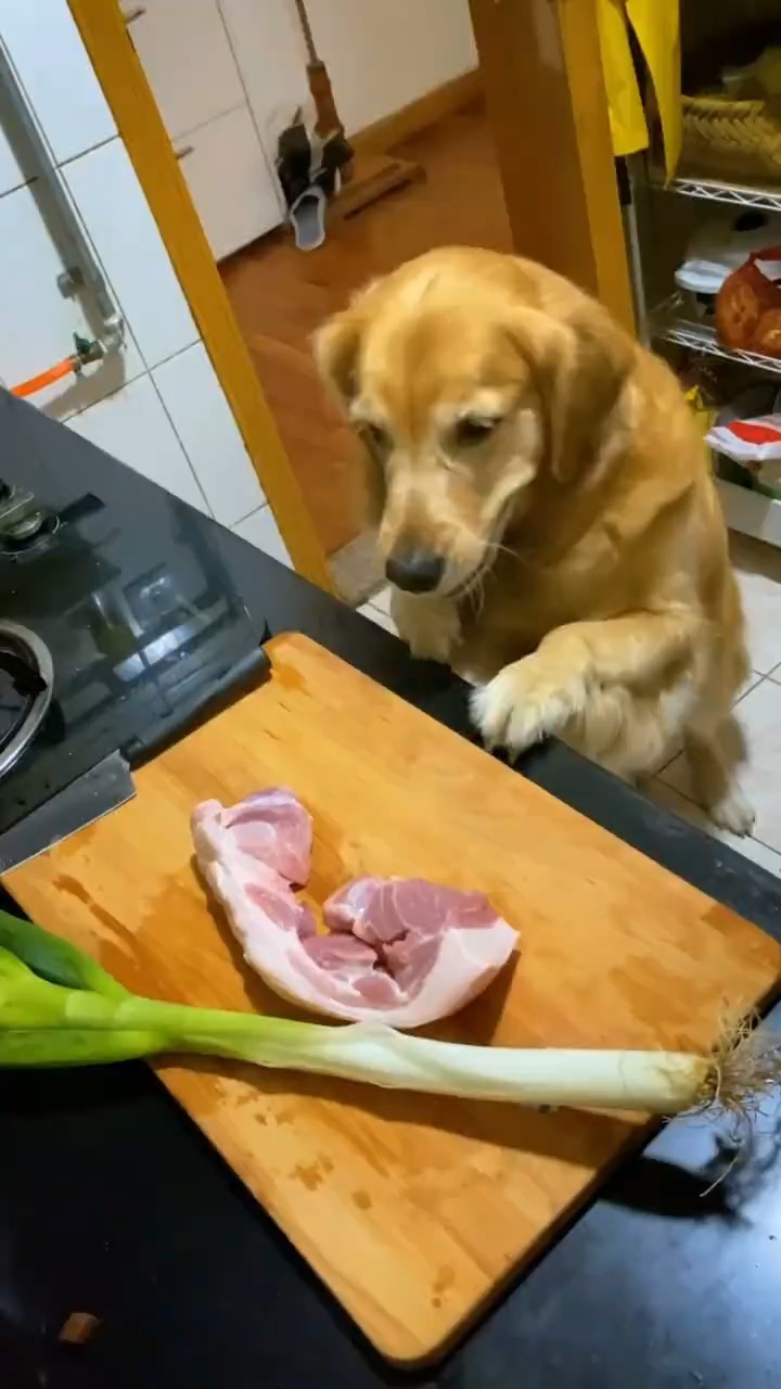 万万没想到,这只狗狗居然会做红烧肉,这也太好吃了吧