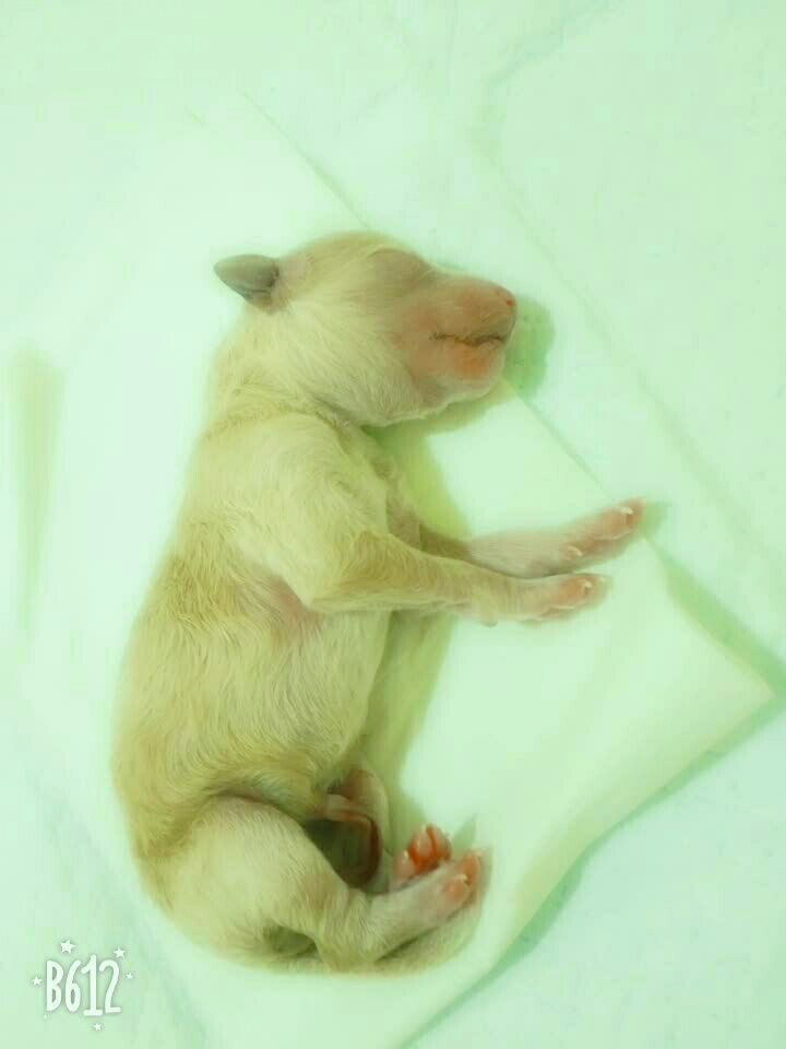 小狗刚出生的样子图片
