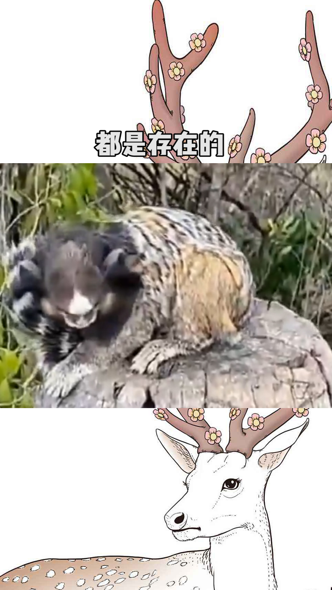 网友山海经里面的怪兽都是存在的😂——黑羽狨,分布于巴西