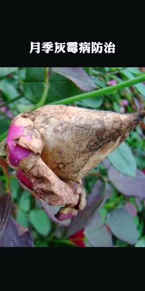 秋季月季灰霉病高发季,做好预防最重要!