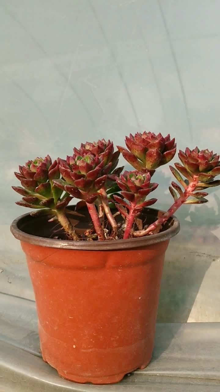 蒂亚状态逆天36