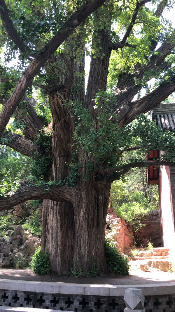 千年老清香木树图片图片