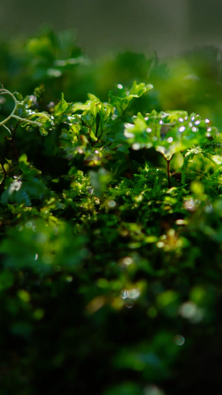 从来没看到过这么鲜艳的绿色,真是来了就不想走9590959095