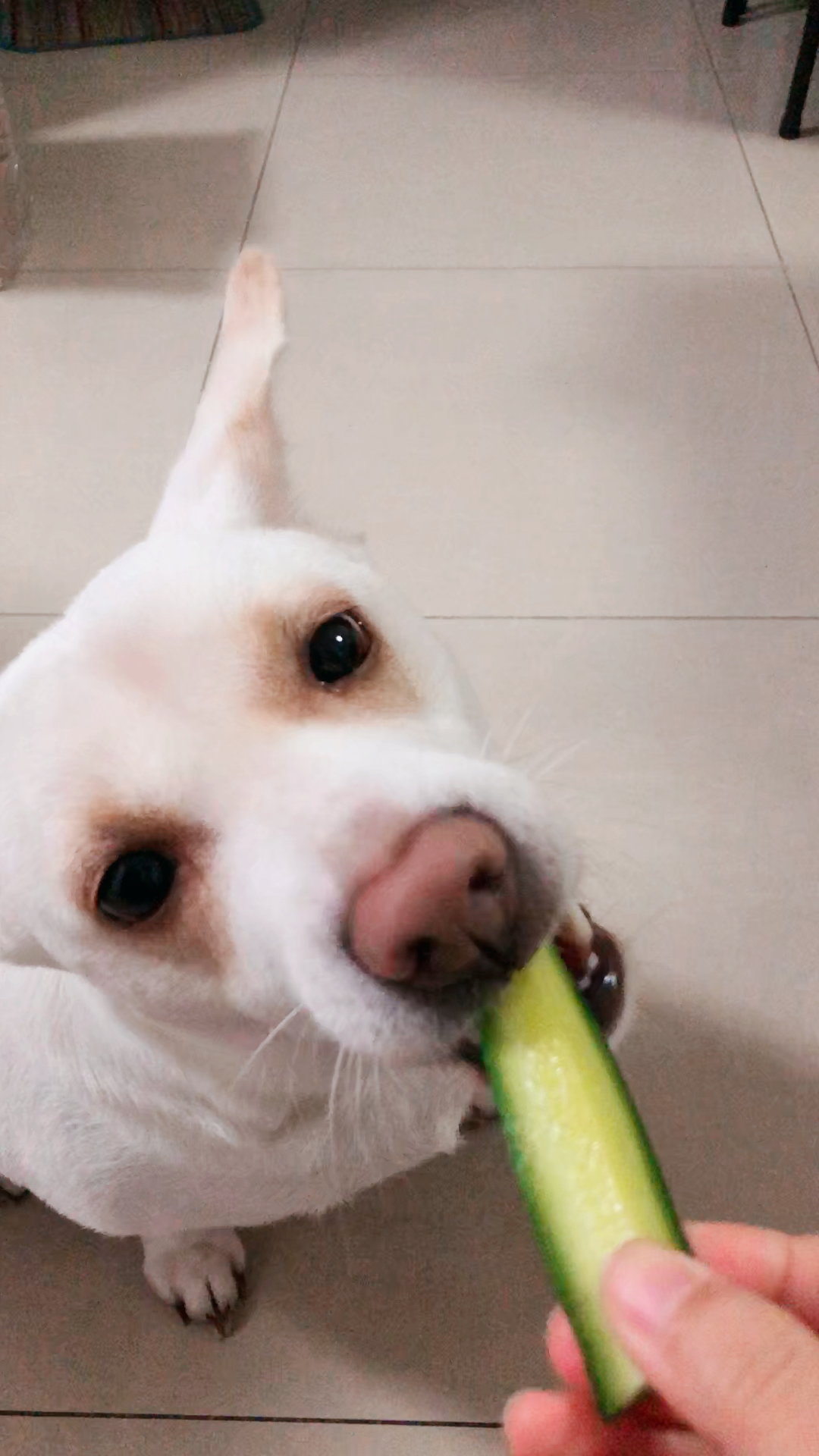 吃货小白#啃黄瓜,啃得那叫一个香啊