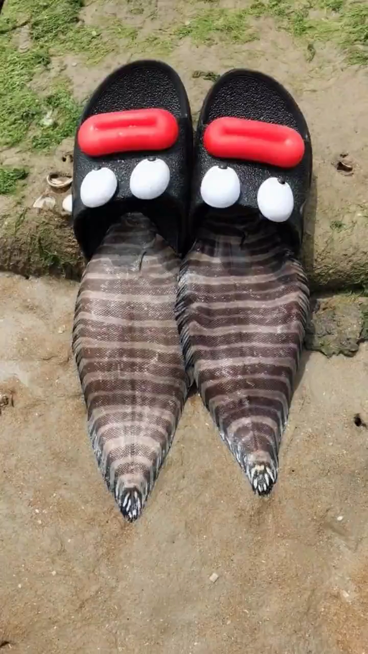 鞋垫鱼,同学们给个赞吧7815