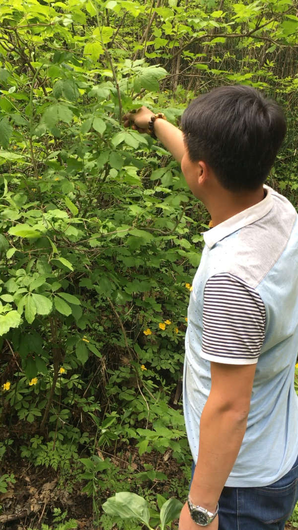 刺果棒/刺拐棒,学名:刺五加