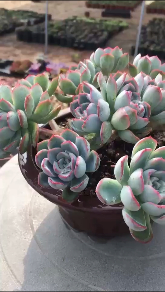 莎莎女王控型老桩