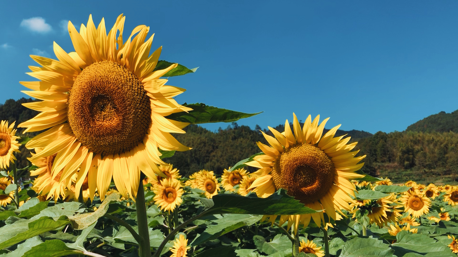 做一朵向日葵,面朝太阳,心纳阳光!