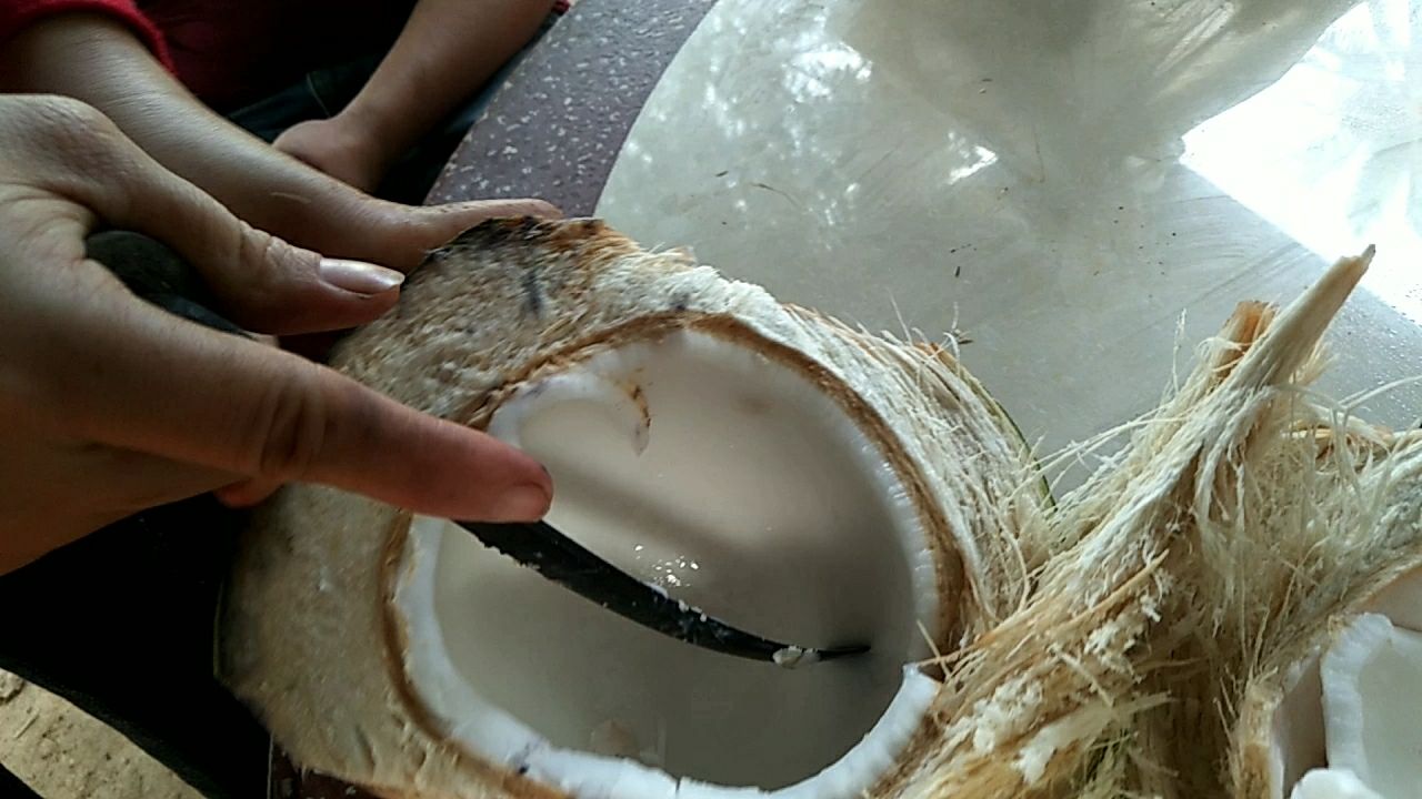 椰肉挖取现场直播