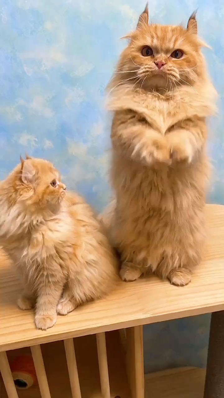 四只会拜拜的小猫咪,是打算过年来个团拜会吗!#萌宠