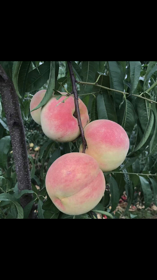 雪桃,是特晚熟的桃子品种,又名仙桃.