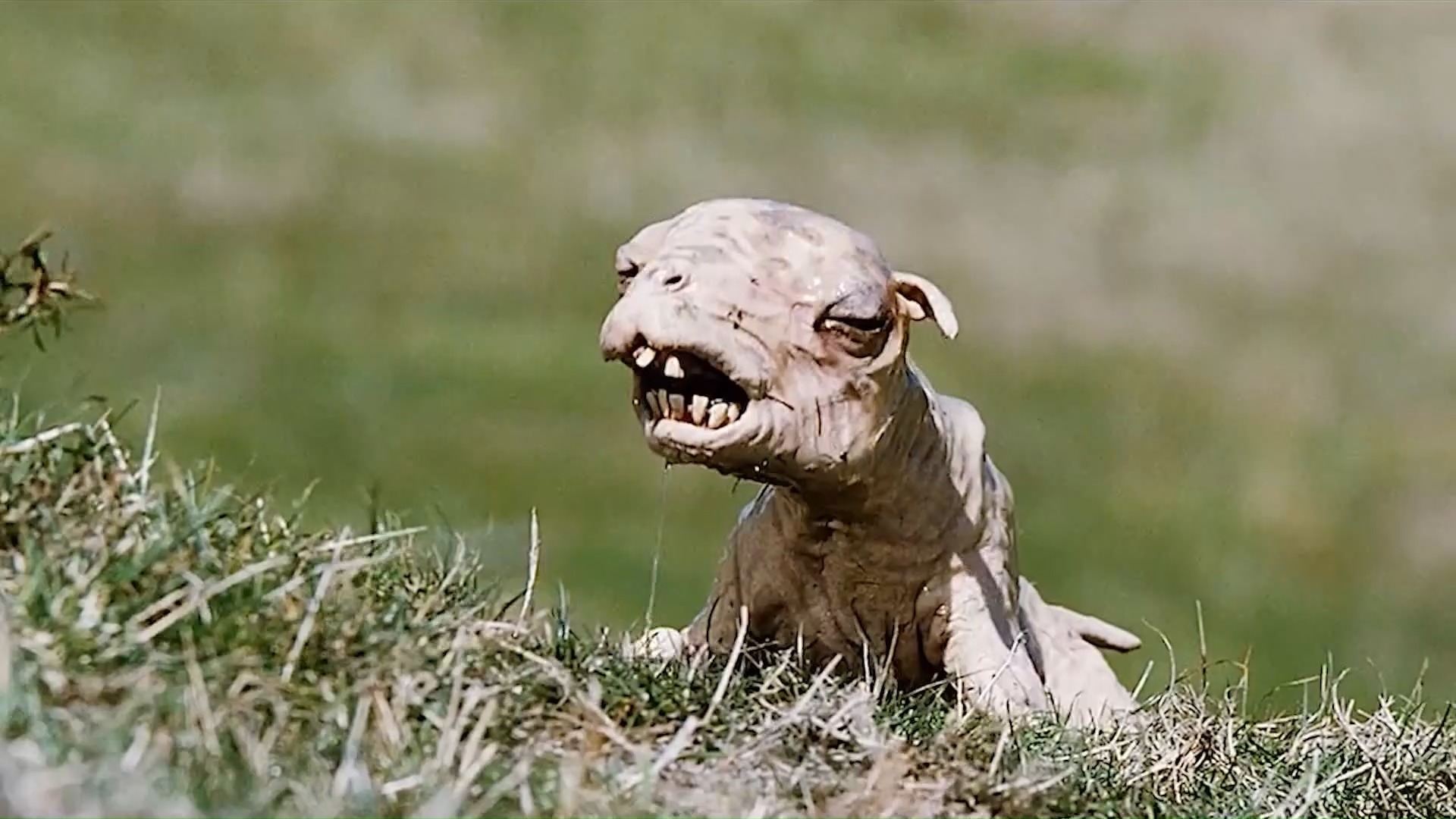 绵羊被感染病毒,不吃草专吃人,电影《疯羊》