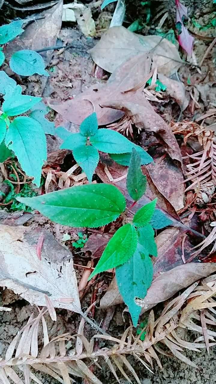 野生风谷草!对肝特别好!惊喜!