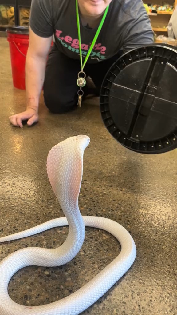 白化眼镜蛇!#危险动作请勿模仿