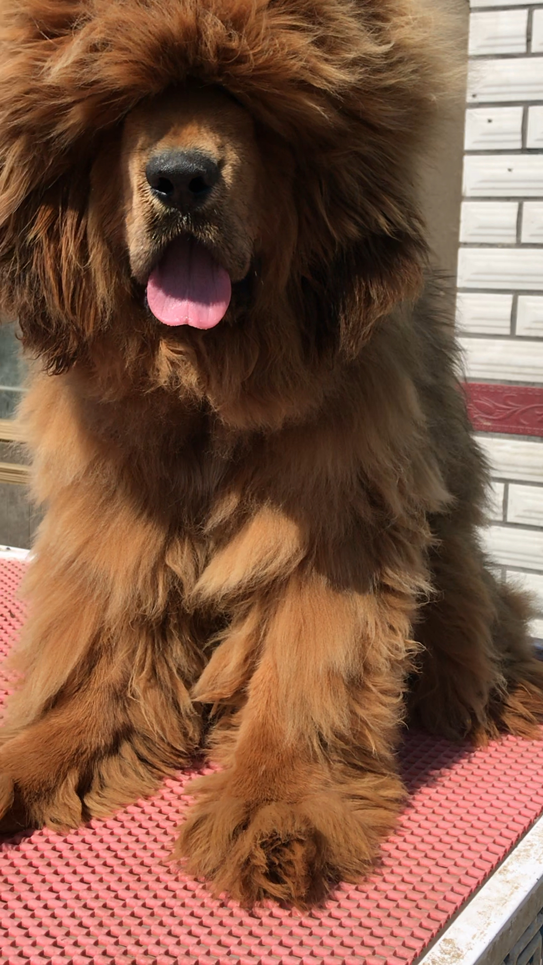 藏獒变金毛 所有说发型很重要