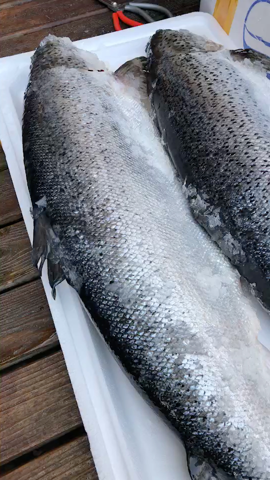 活海胆,吉拉多生蚝可预定哦