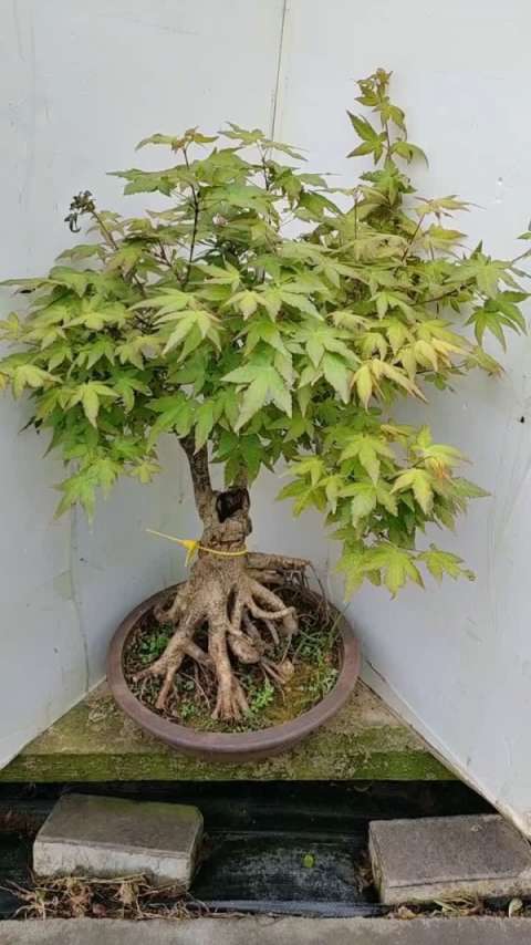 鸡爪槭盆景喜欢的加我主页微联系我