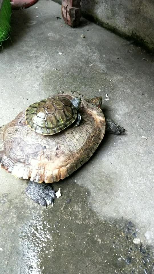 我家的大乌龟,和小乌龟989898