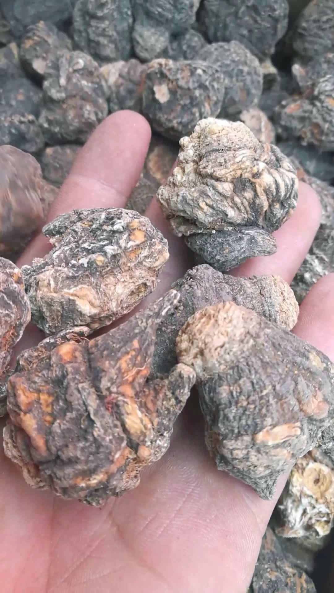 新疆塔什库尔干,高海拔,高寒地带,长出了纯天然无公害的黑玛卡,功效强