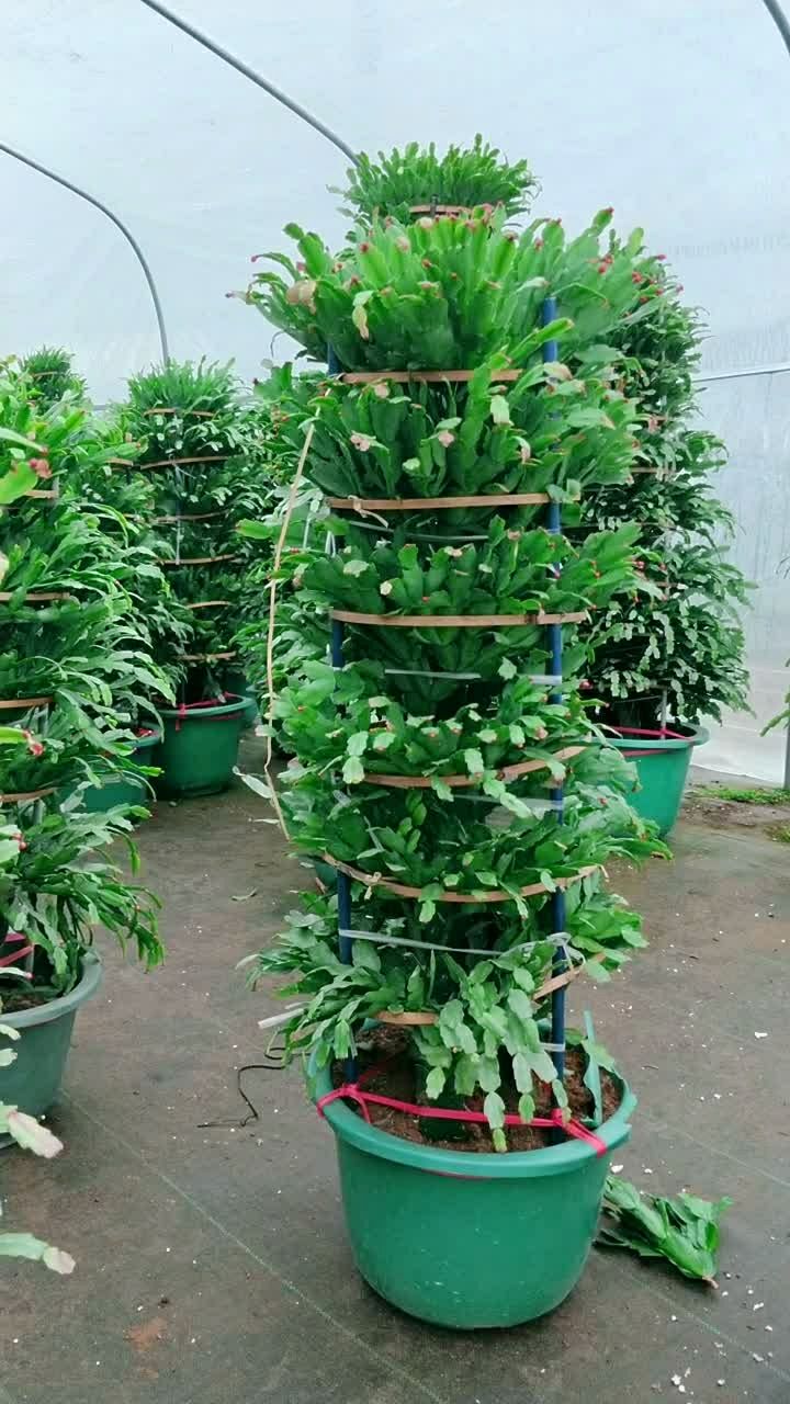 三角龙骨嫁接的 蟹爪兰!