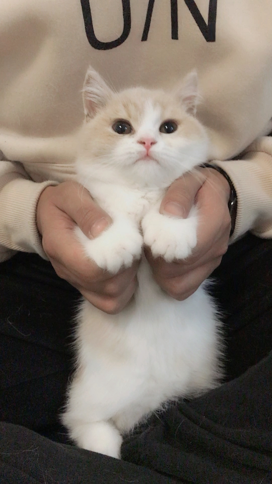 识食物者为俊杰,这首歌适合吃货98