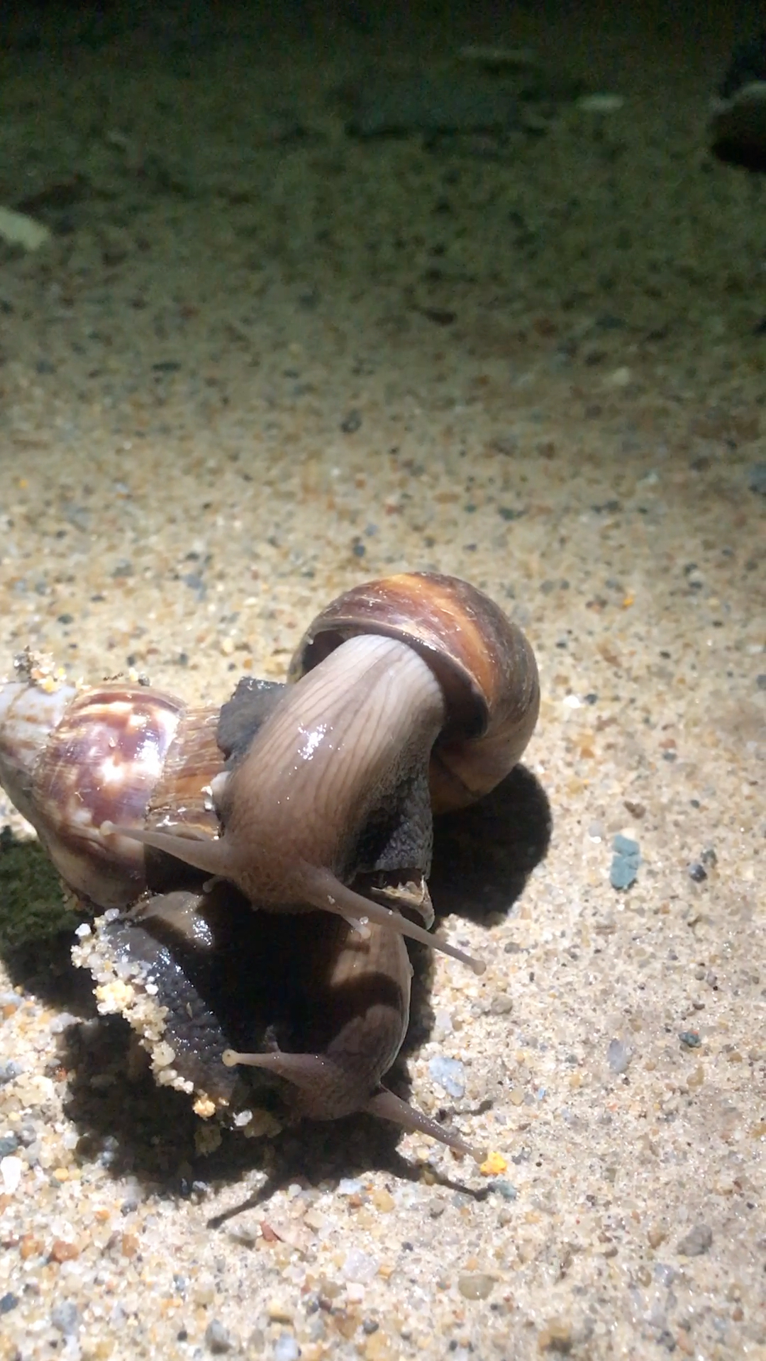 带你走进动物世界(蜗牛96)