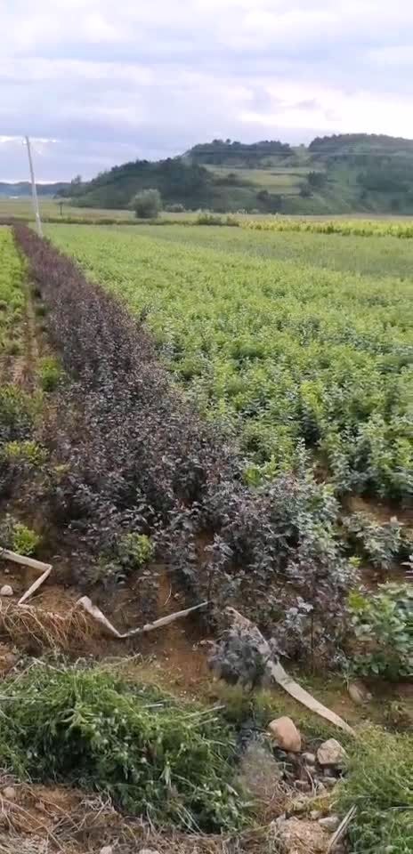 各种花灌木小苗