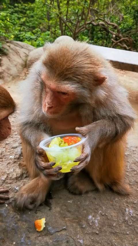 老猴子吃果冻,给小猴子馋坏了!