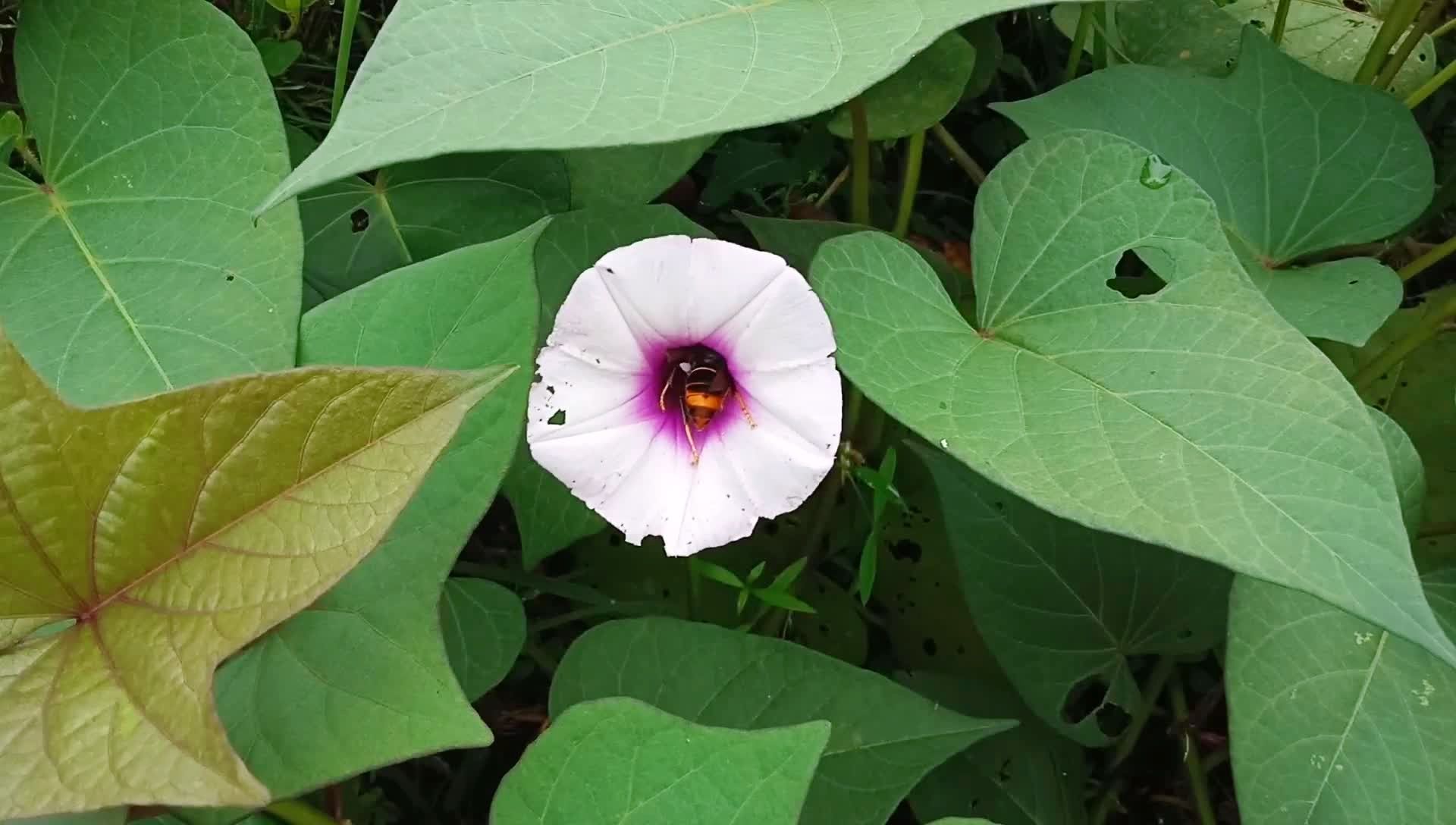 原来红薯也开花