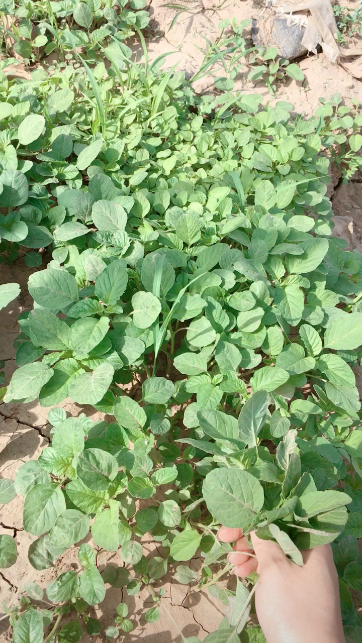 拔野菜,这个我们方言叫仁青菜,你们那里叫什么呢