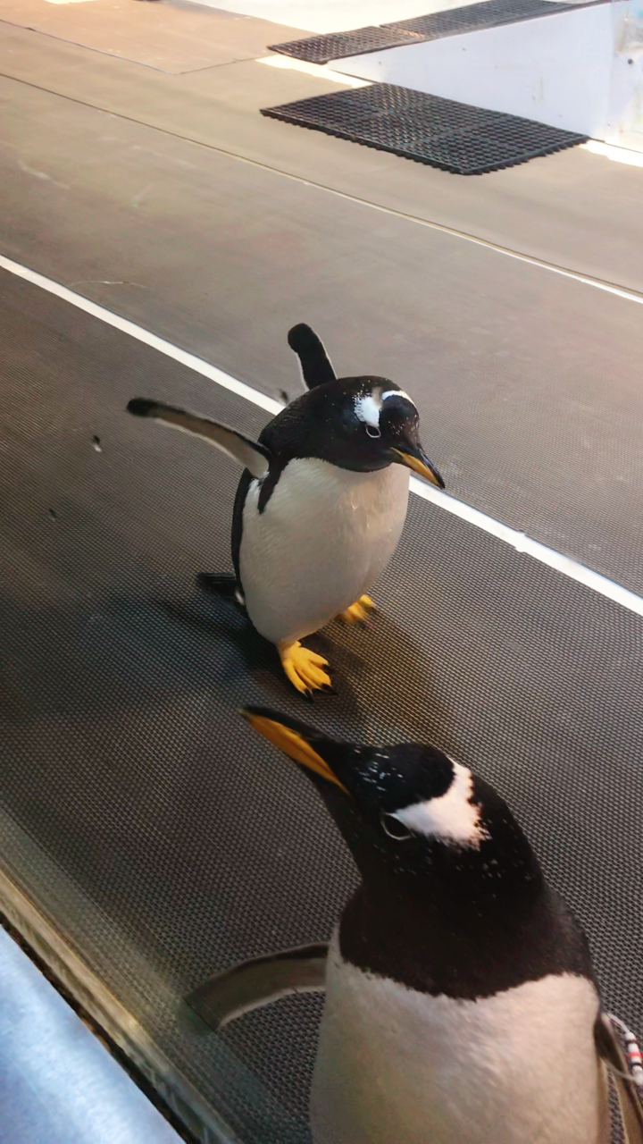 有企鹅坐陪一起吃饭 939393 也太可爱了吧!