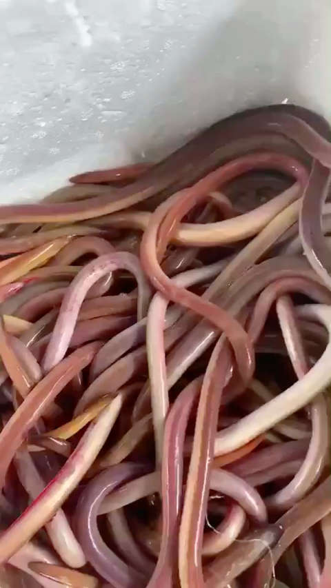 野生雪鳗鱼,推荐给小孩及女生的好东西,胶质丰富,肉质q弹