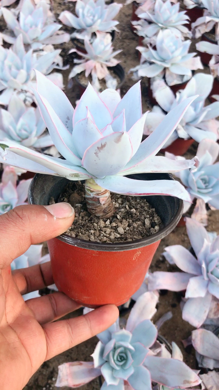 这么大颗的广寒宫老桩你喜欢吗0404