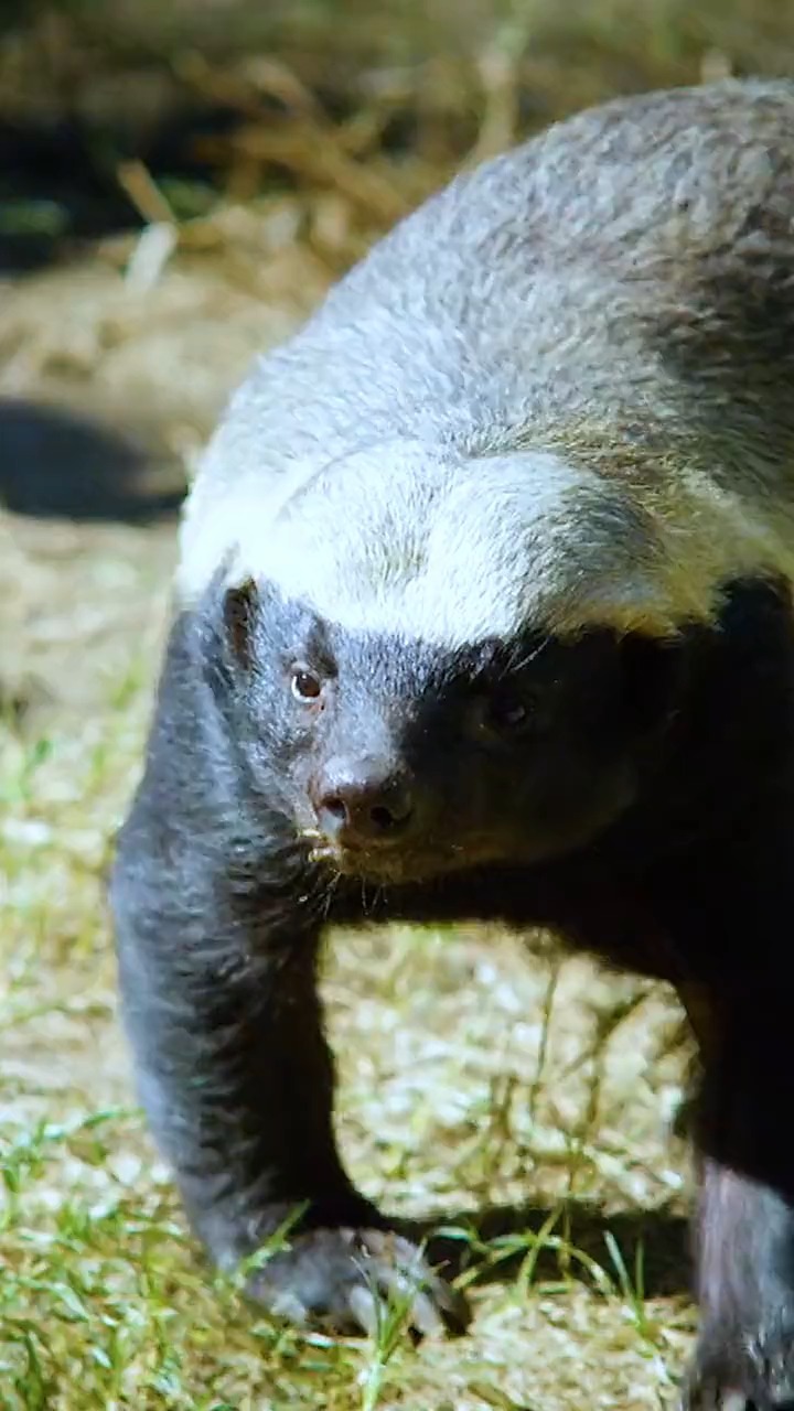 平头哥:在非洲就没有我怕的!谁都不服!