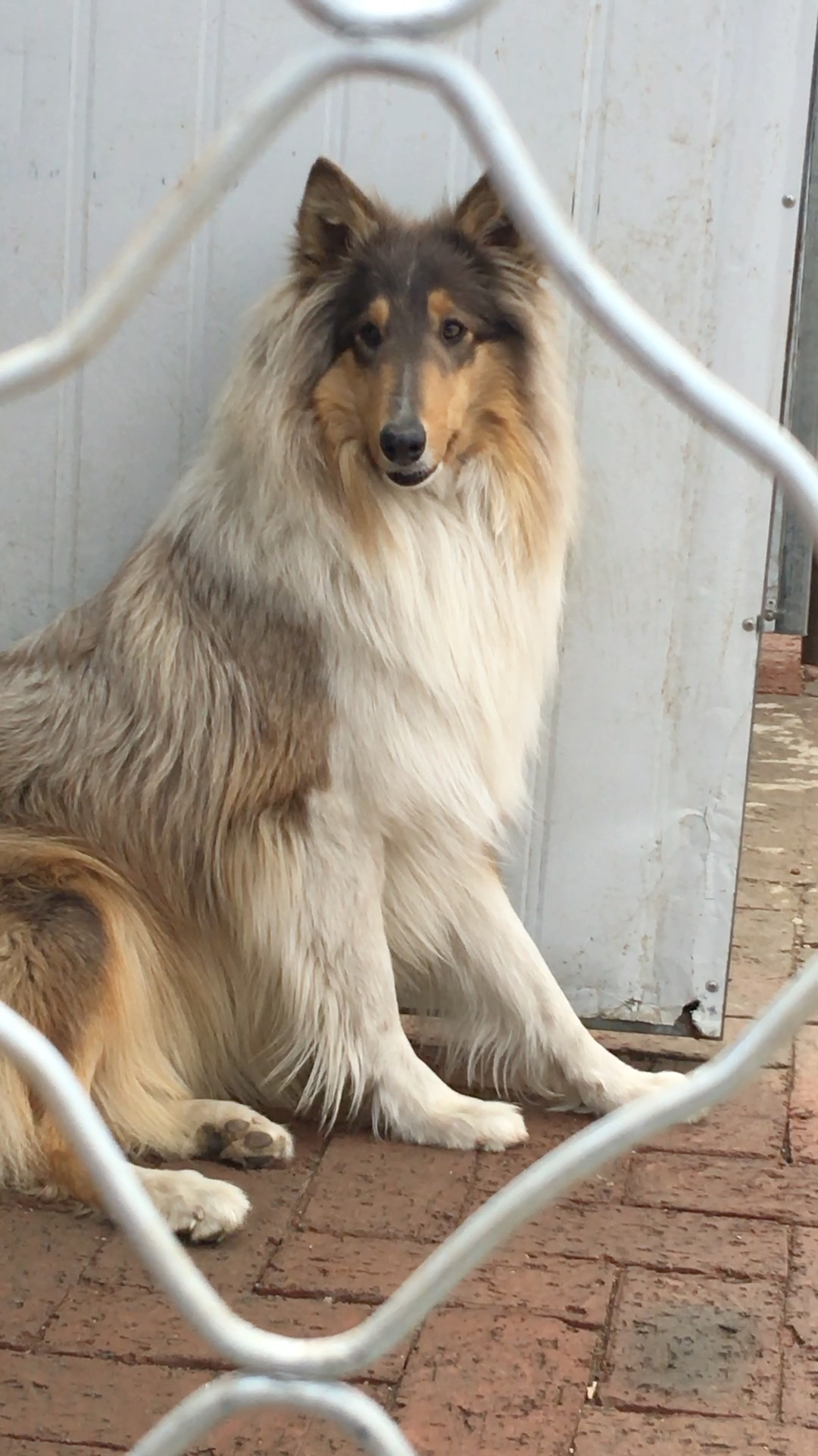 颠灰色苏格兰牧羊犬,这个颜色很稀有的哦⊙66!
