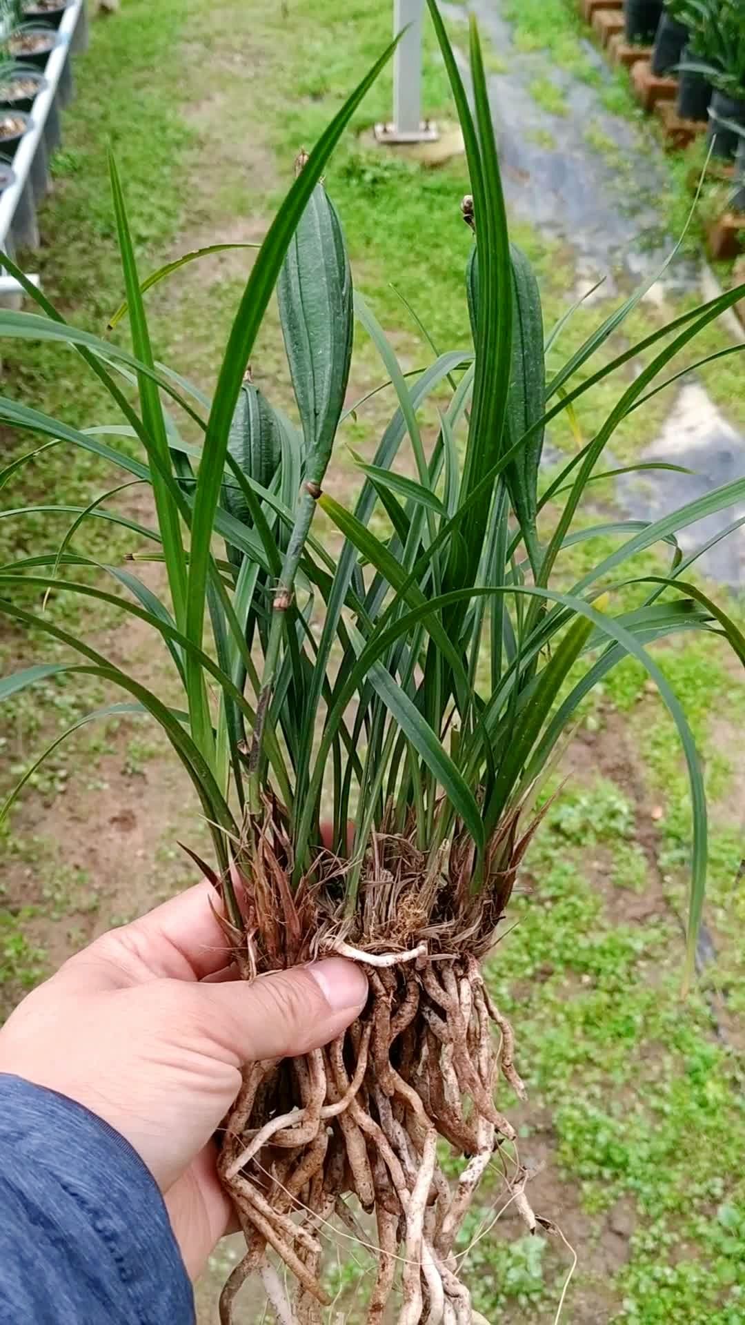 快快看兰花的果子是什么样子的