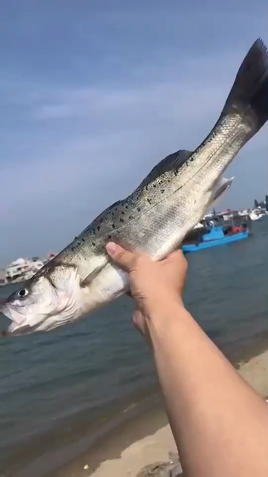 海钓鲈鱼