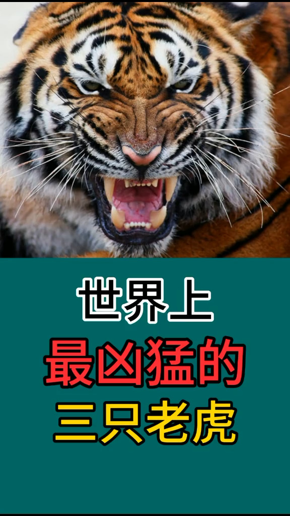 世界上最凶猛的三种老虎!