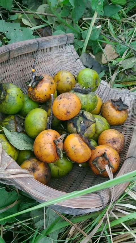 果子(毛柿)熟了,带上家伙我们一起去摘,想念小时候的我们