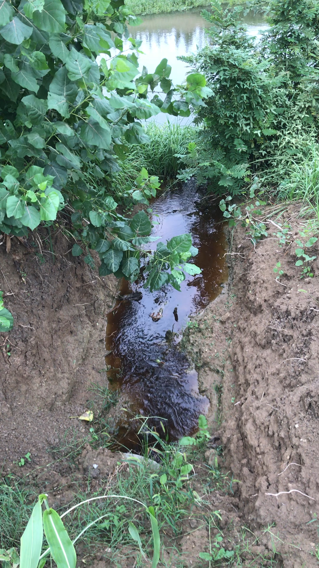 乱排污水哎也没人管