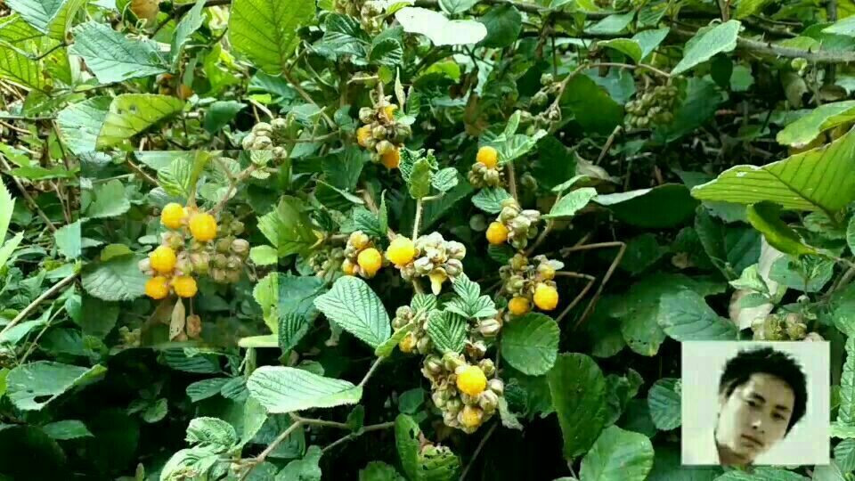 野生黄泡果,太好吃了!