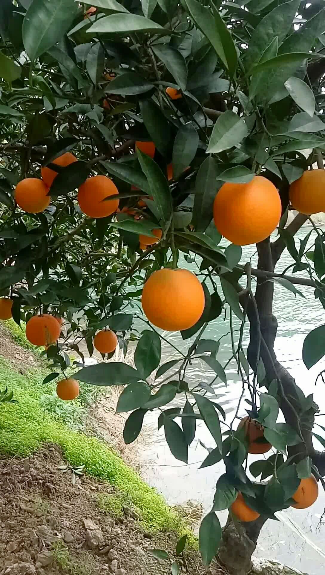 江边果,水中虾96