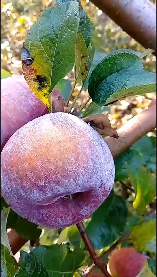 今天又是霜冻苹果,更香甜多汁