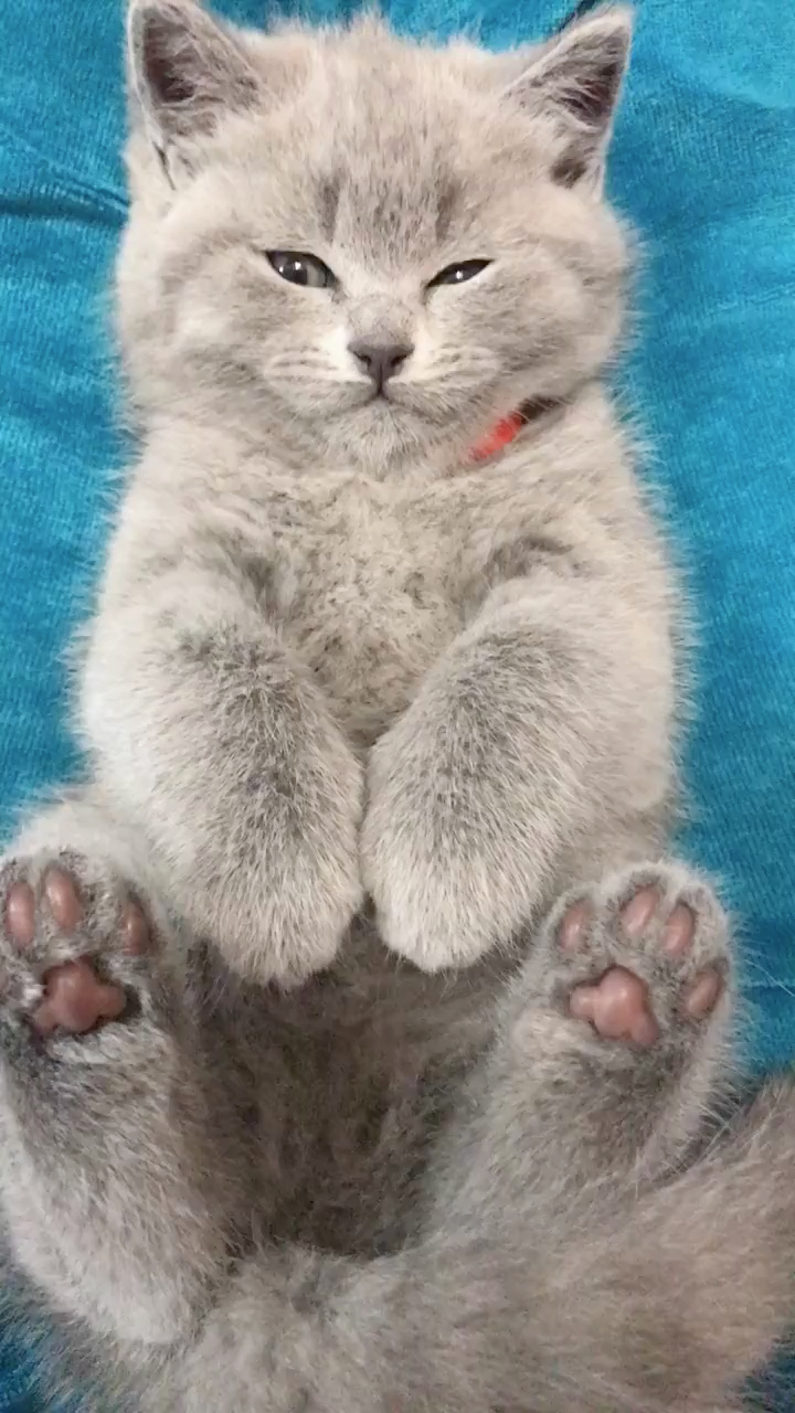 蓝喵说,嘎嘎,是时候表演真正的萌萌哒啦!