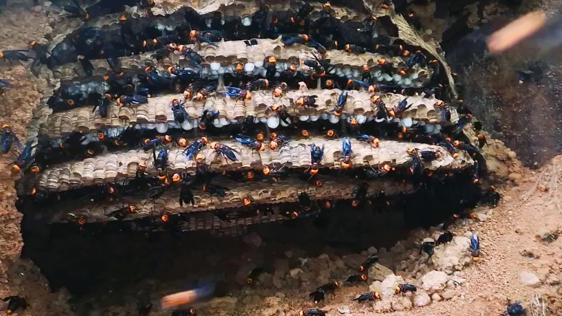 人工繁育养殖的虎头蜂,饱满程度很好,广西百色西林兵佬马蜂养殖农民