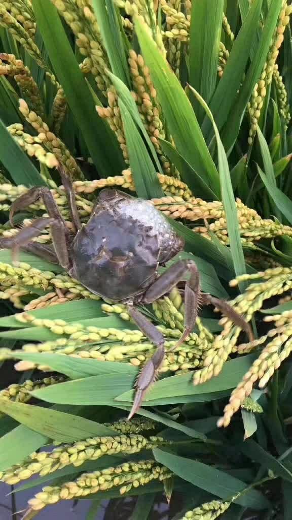 盘锦稻田河蟹