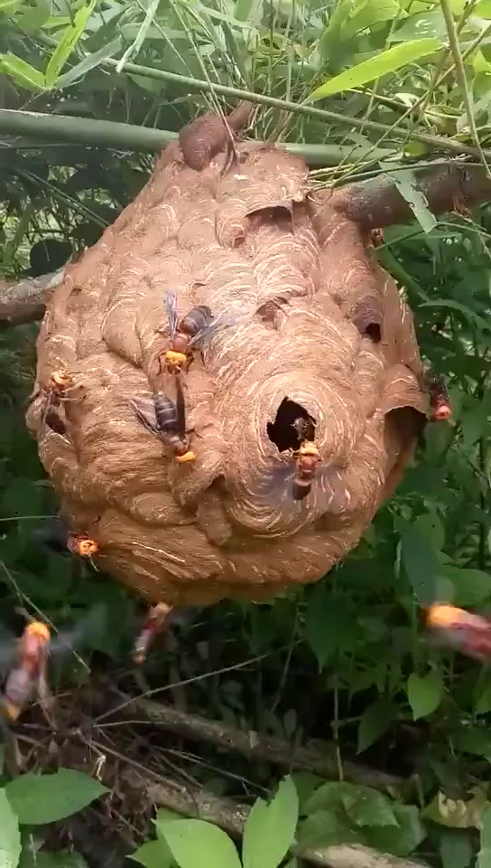 拍视频得需要勇气!😄马蜂子窝!嗡嗡嗡!