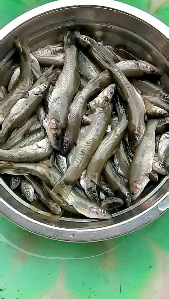 今天在河里网的清水土鱼96,最好吃的就是这种鱼